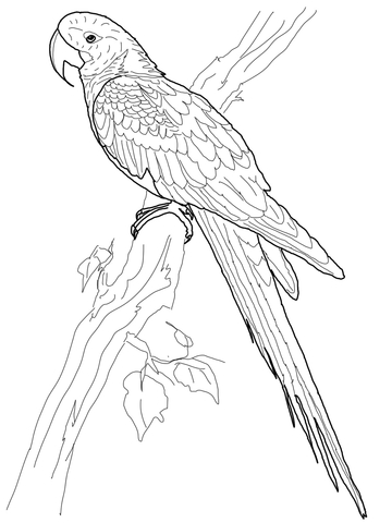 Hyacinth Macaw Coloring Page